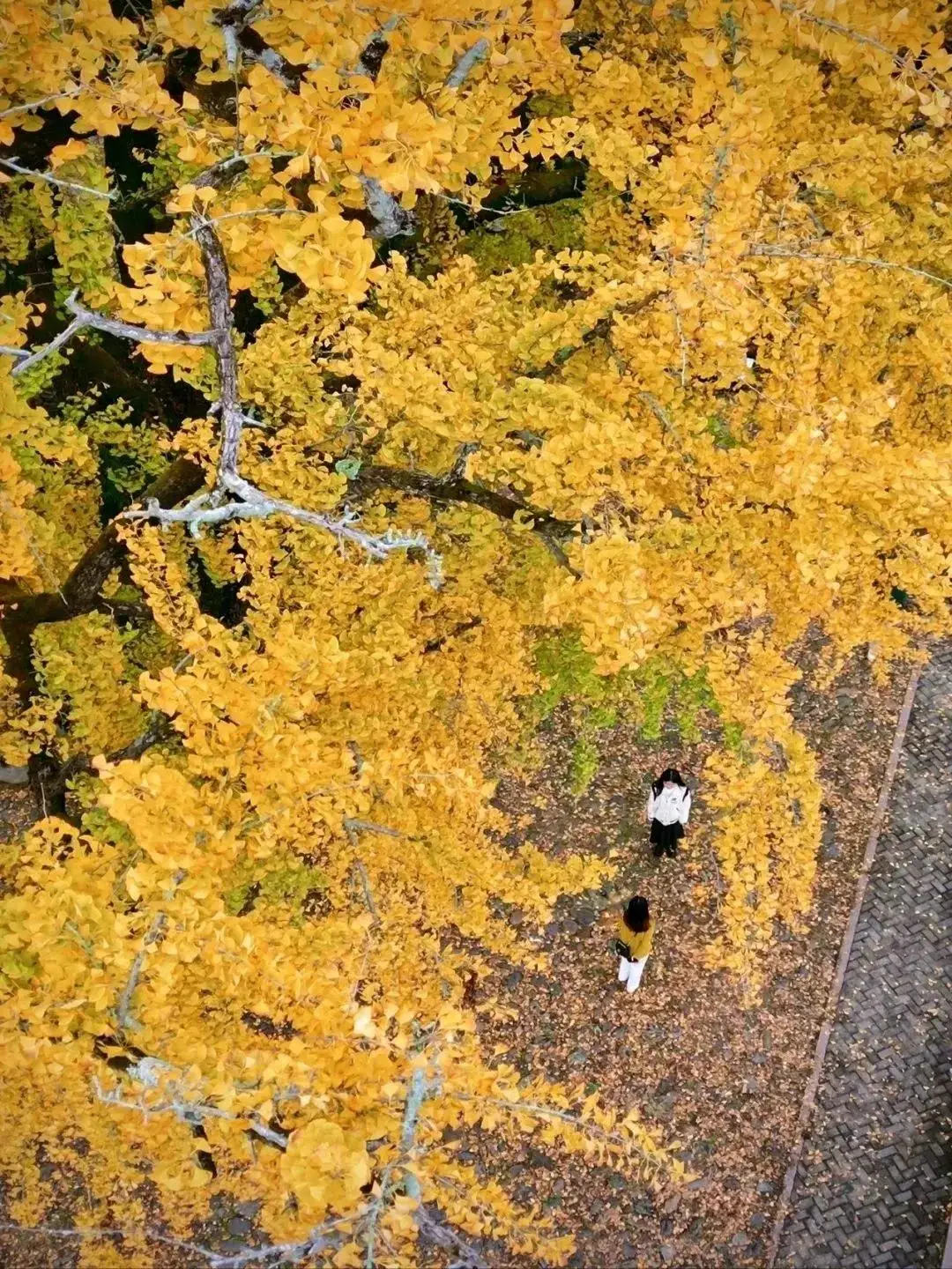 搜山虎图片_搜山虎的别名叫做什么_搜山虎