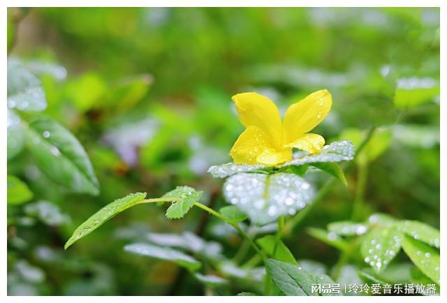 乐至鲜花网_中国鲜花专递网_乐山鲜花店订花