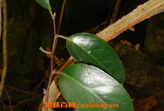 贝克汉姆哮喘吃的什么药_贝克汉姆有哮喘吗_贝克汉姆是哮喘患者吗