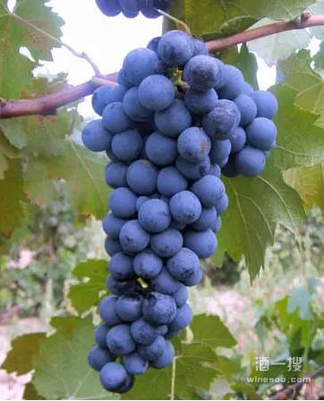 wine 字体大小-酒杯里的文字大小，是酿酒人的心情还是艺术的表达？
