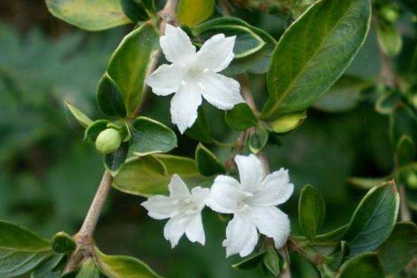 launcher default_launcher default_launcher default