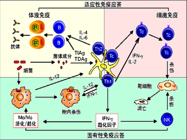 克罗恩病属于遗传病吗_克罗恩遗传大数据_克罗恩病遗传吗