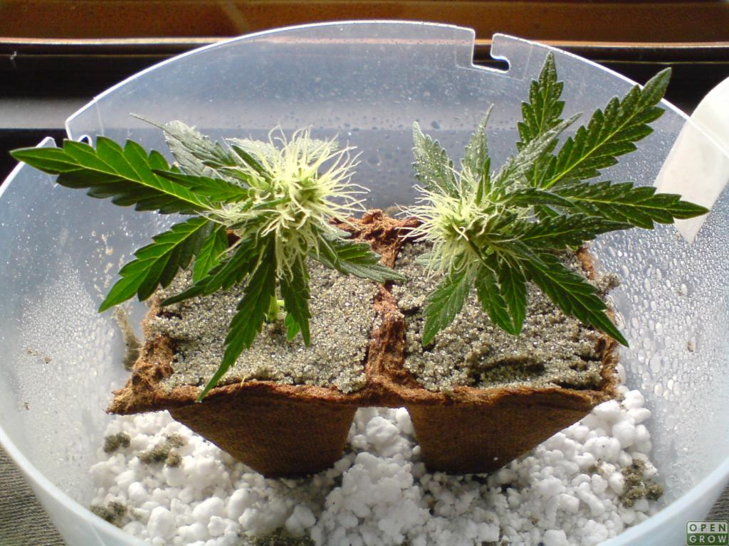 注册会计师_注册会计师报名条件和要求_recover4all5.01注册