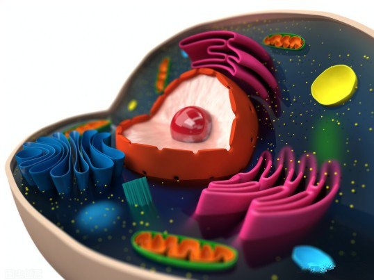 cellmaker_cellmaker_cellmaker