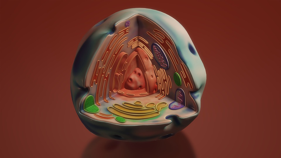 cellmaker_cellmaker_cellmaker