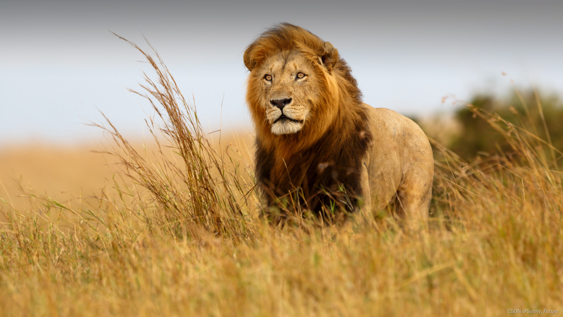 win10怎样登录administrator_win10怎样登录administrator_win10怎样登录administrator