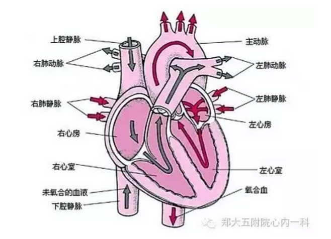 护理冠心病问题及措施_护理冠心病问题分析_冠心病护理问题