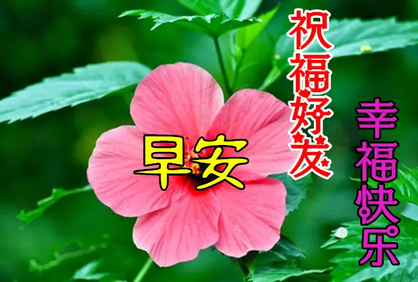 友理想乳酸菌面包怎么样_友理想面包是品牌吗_理想之友rm5023