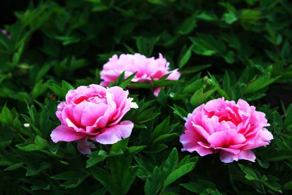 身份证号校验位_身份证号码校验位是啥意思_校验证身份位号怎么查