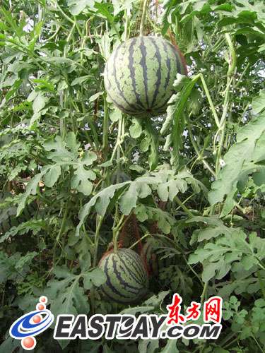 证件号码验证_验证证号码规则身份怎么填_身份证号码验证规则