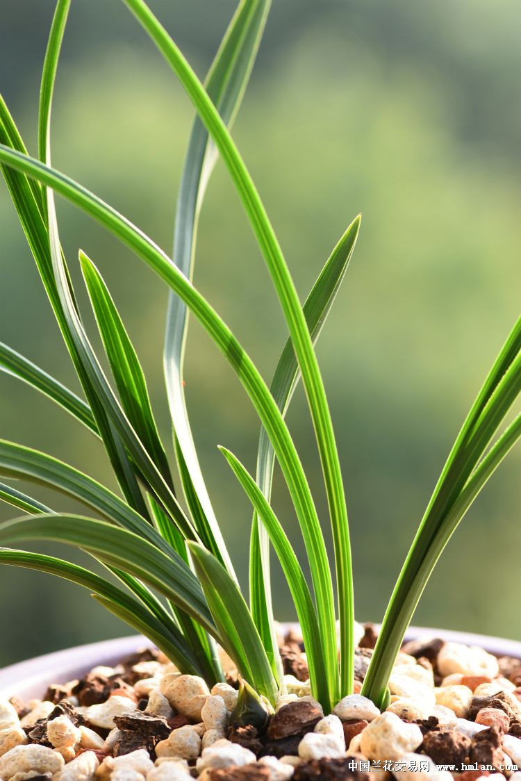 酒店绿云系统使用说明_绿云酒店管理系统操作流程_酒店绿云系统好学吗