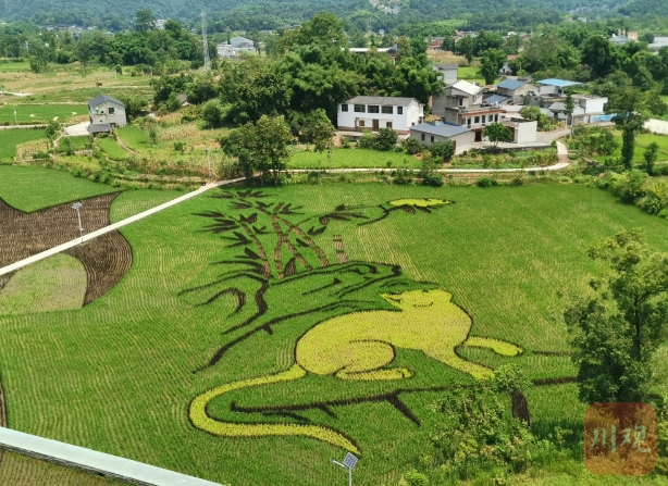 龙腾recuva数据恢复软件注册码_recuva绿色汉化版恢复_什么软件能恢复手机数据