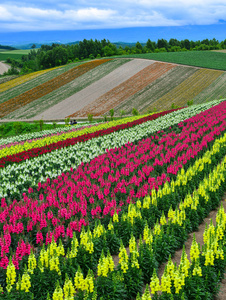 花田 windows phone 81 应用_花田 windows phone 81 应用_花田 windows phone 81 应用