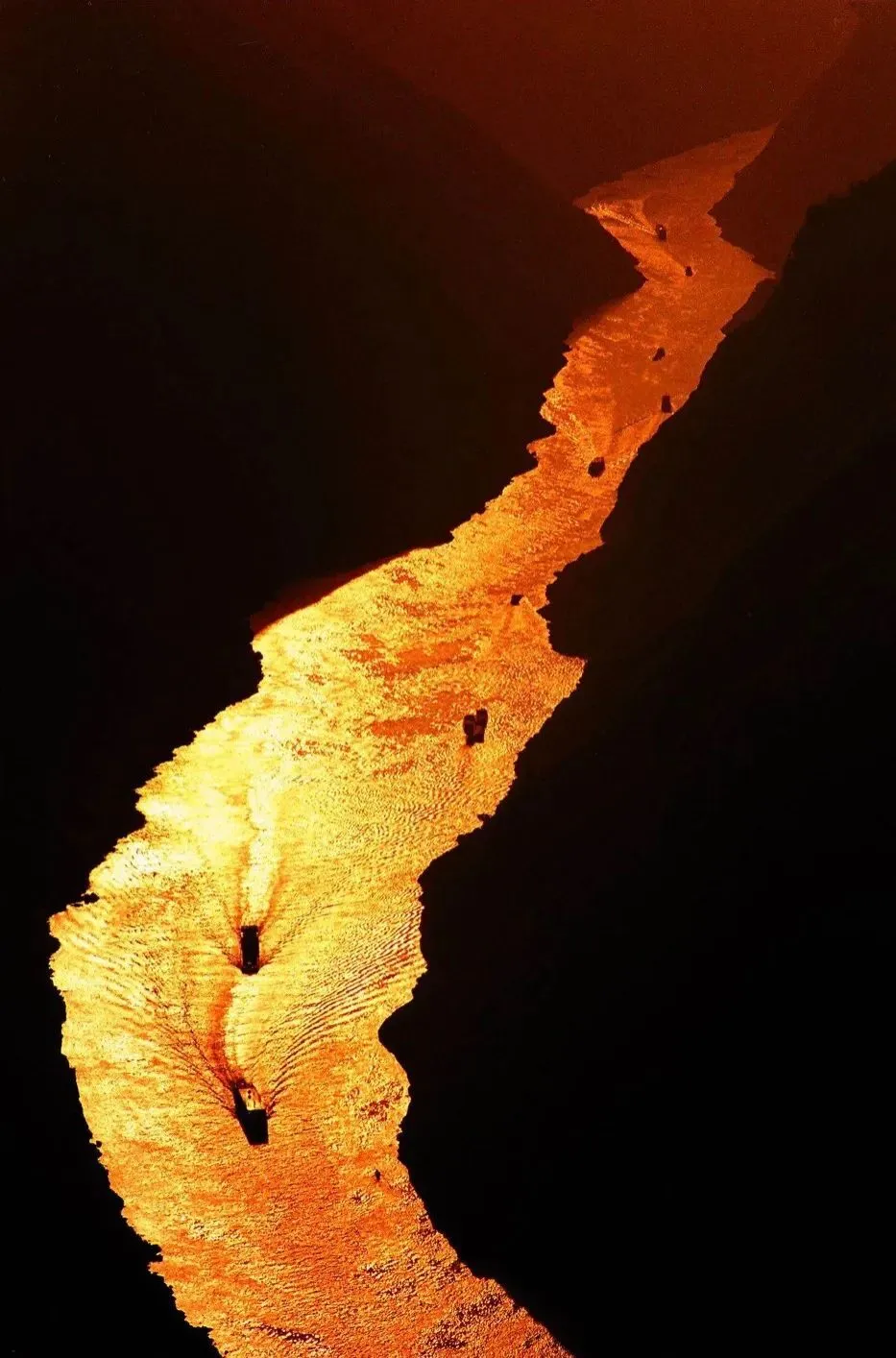 山虎的照片_搜山虎草药的图片与功效_搜山虎图片