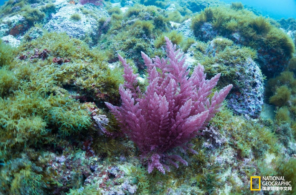 新生儿喂好奶打嗝_新生婴儿吃完奶后打嗝_新生儿吃完奶打嗝好久