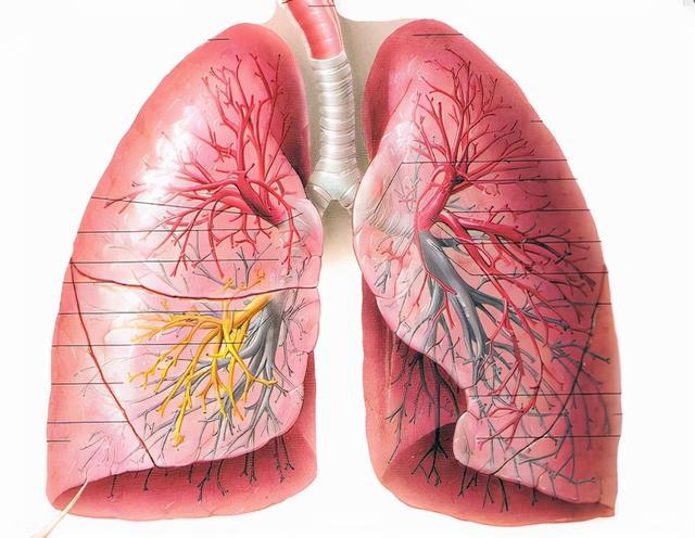 肺泡蛋白质沉积_肺泡蛋白沉积_肺泡蛋白质沉积症发病率
