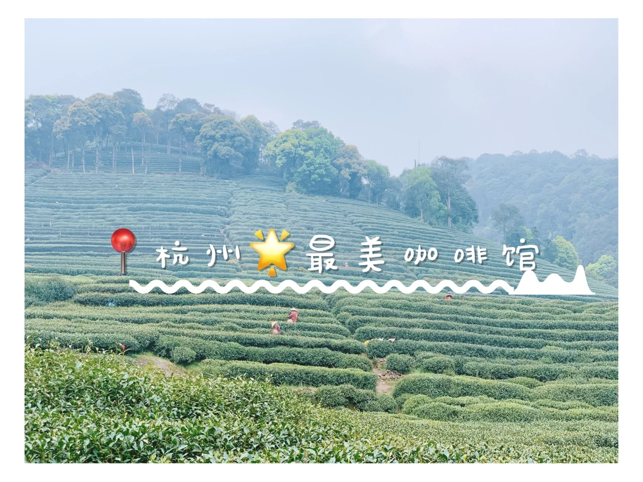 杭州花圃的花_杭州花圃的老种绿云_杭州庭院绿化