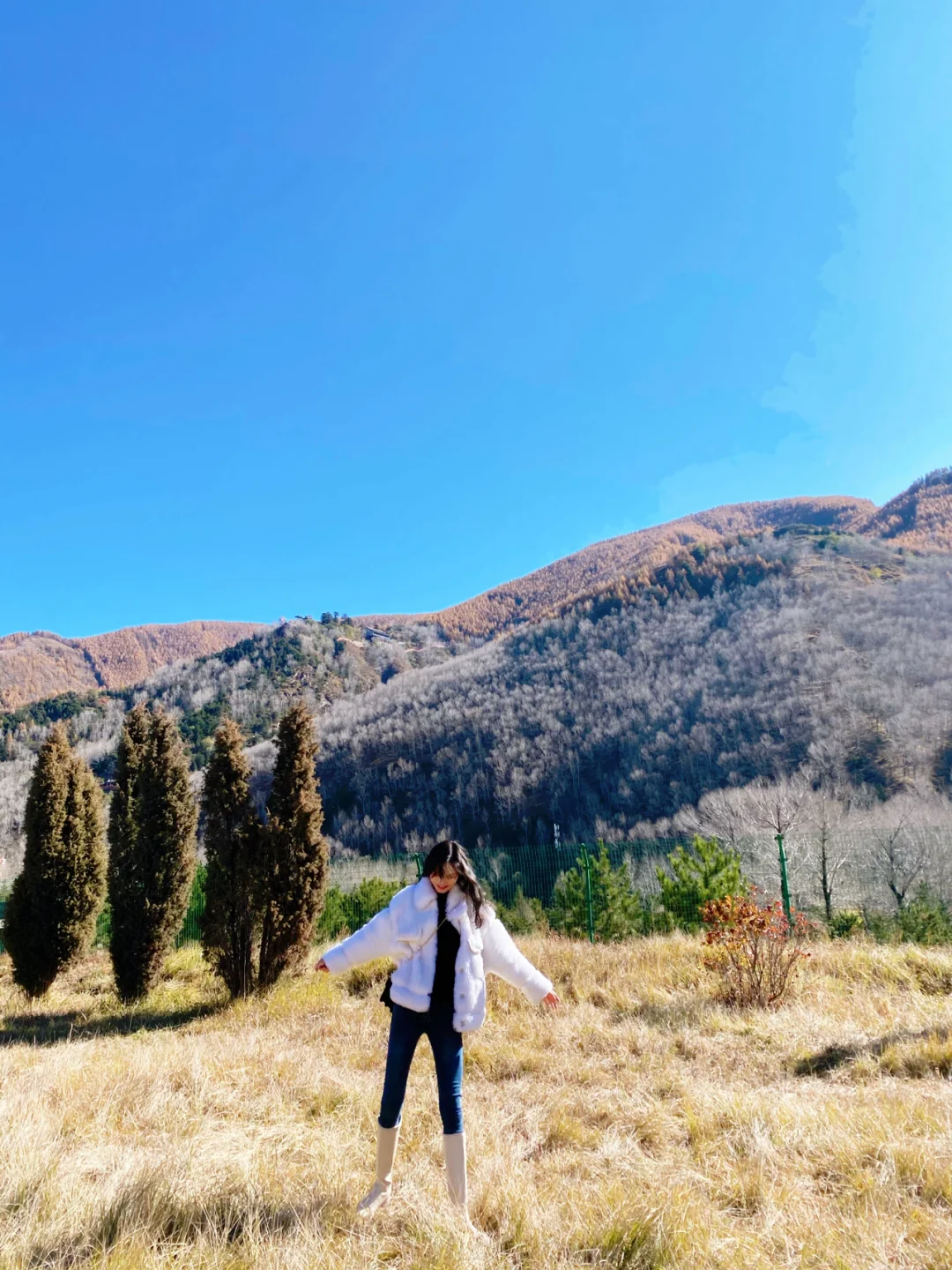 杭州庭院绿化_杭州花圃的老种绿云_杭州花圃的花