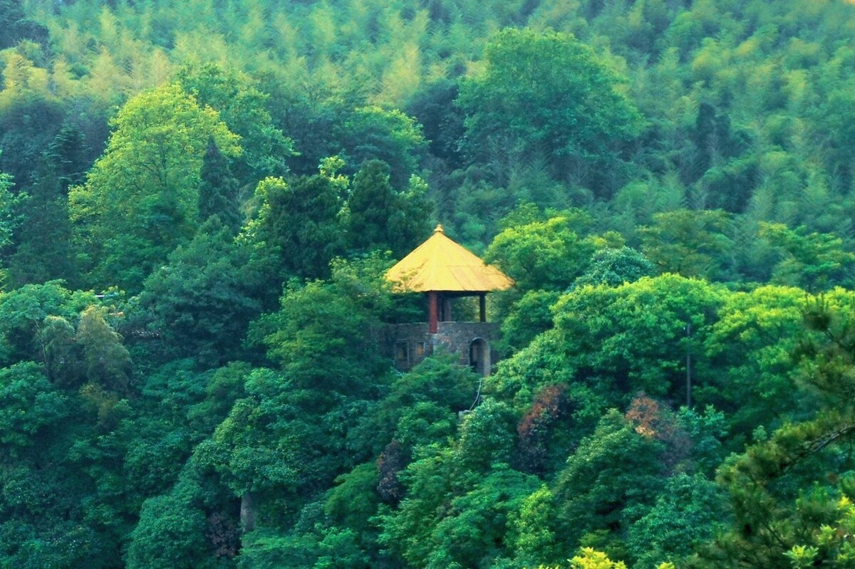 杭州花圃的老种绿云_杭州花圃的花_杭州庭院绿化