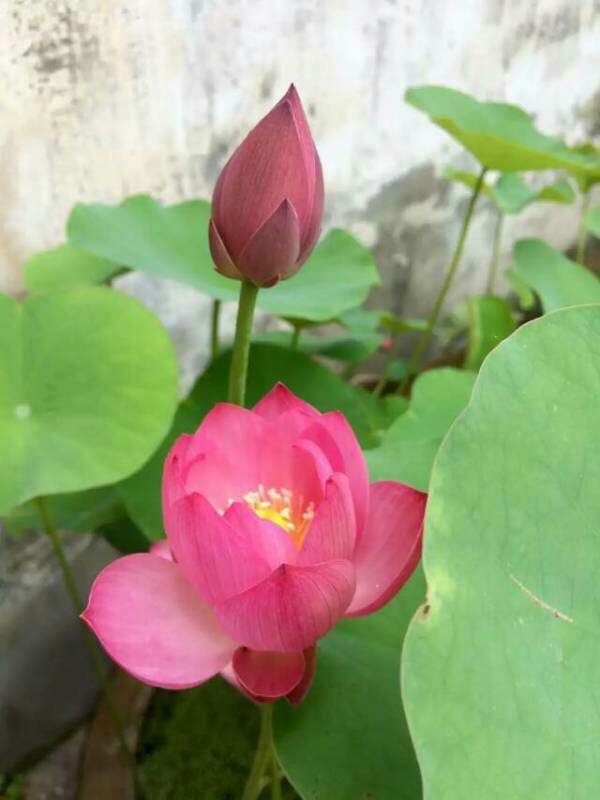 支气管炎症治疗_支气管炎治疗多久_治疗气管炎支气管炎的药