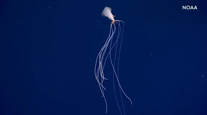 缓存原理图_缓存原理矩阵乘法加速_squid缓存原理