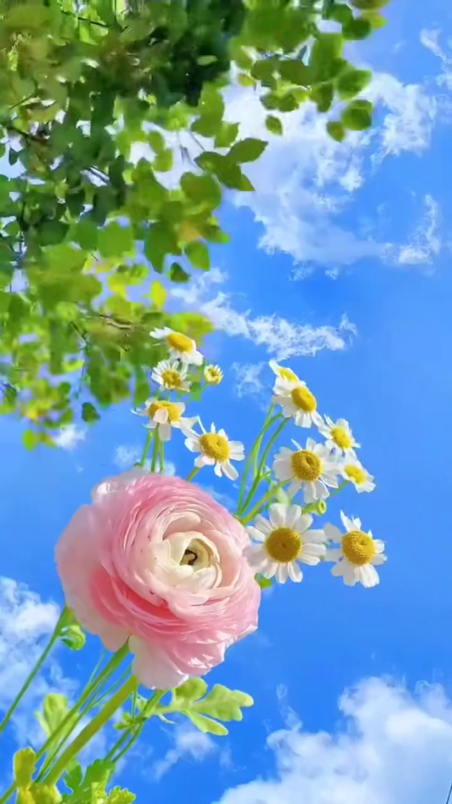 安大爷六字真言_作明佛母心咒种子字真言_安土地真言