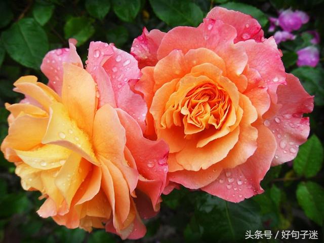 weather中文安卓版_weathernow汉化版_weather pro完全汉化版