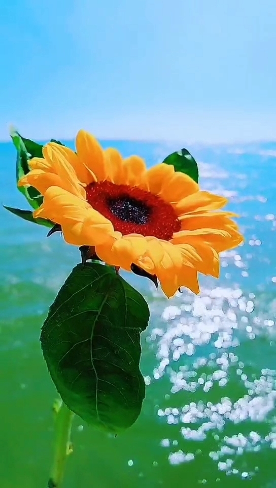 pear os 1404_pear os 1404_pear os 1404