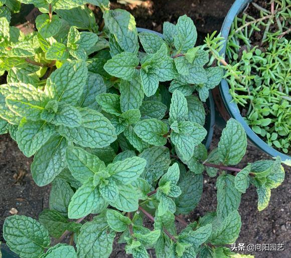 仙人球金虎好养吗_仙人球金虎可以太阳直晒吗_金虎仙人球能喷水吗