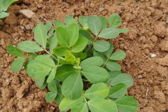 心悸是什么原因引起的_心悸是啥感觉_什么是心悸