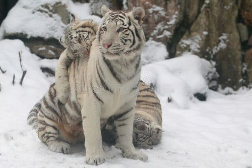 .系统之半身动物