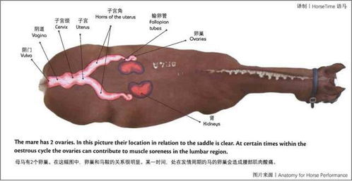 8生殖系统,生殖系统的概述