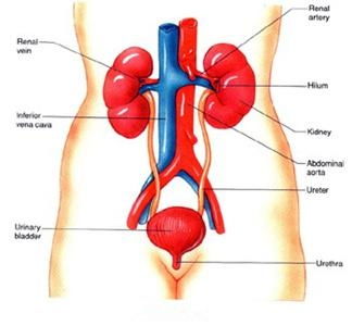 bb泌尿系统,宝宝泌尿系统的重要性及护理要点
