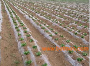 20亩滴灌系统安装视频,20亩农田高效灌溉新篇章