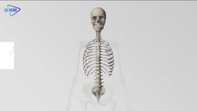 3d骨骼系统,技术、应用与未来展望