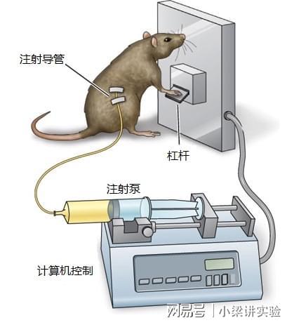 cpp条件位置偏爱系统,药物精神依赖性研究的利器