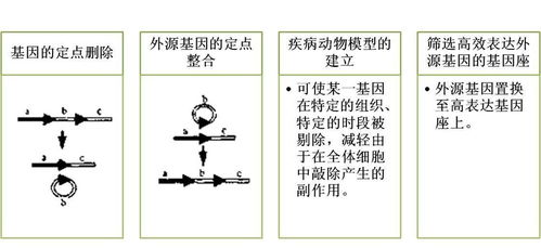 cre-loxp系统,基因编辑的精准利器