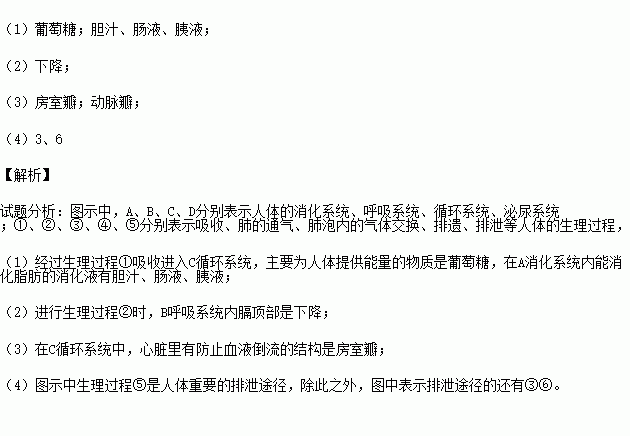 c系统生理