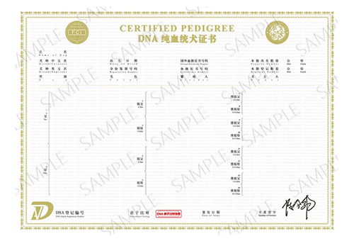 cku血统查询系统,了解纯种犬血统的便捷途径