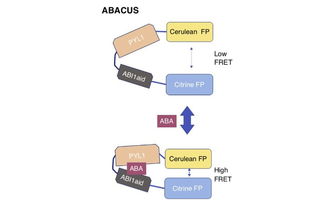 abacus系统下载,轻松获取高效计算工具