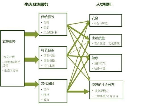 服务生态系统,服务生态系统的定义与重要性