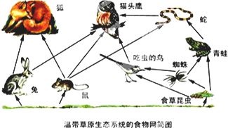 分解者在生态系统中的作用,分解者的定义与分类