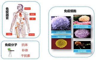 骨髓是免疫系统,骨髓——免疫系统的核心枢纽