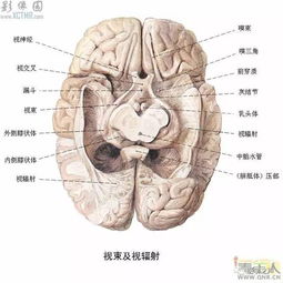 肺神经系统图,肺神经系统的组成