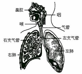 肺主什么系统,肺主系统的中医解析