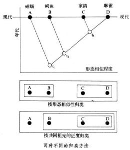 分支系统,分支系统的概念、应用与优势