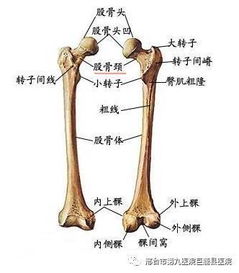 股骨是什么系统,股骨——人体运动系统的关键组成部分