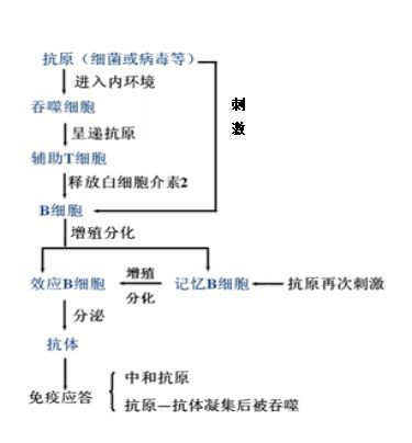 高中免疫系统,高中免疫系统概述