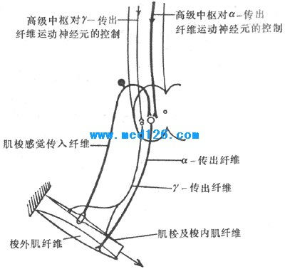 骨骼肌系统,骨骼肌系统的概述