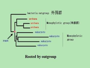 分子系统树,分子系统树的构建与应用